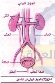 الجهاز البولي
